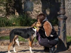 Projeto de lei de NJ pode significar crédito fiscal de US$ 900 para donos de cães e gatos