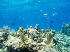 Mulher morre após viagem de mergulho em Key West