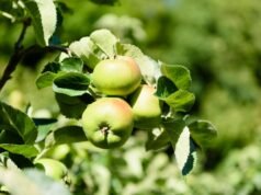 Ativistas arrasam quando o jardim da macieira Bramley original é colocado à venda