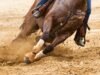 Concorrente adolescente acusado de esfaquear cavalo em corrida de barris em Las Vegas, diz polícia