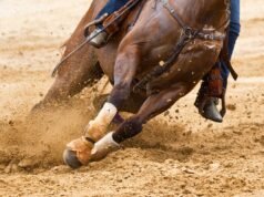 Concorrente adolescente acusado de esfaquear cavalo em corrida de barris em Las Vegas, diz polícia