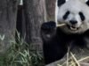 Um par de pandas gigantes da China encontrará um lar no Zoológico de Atlanta