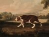 O que os cães veem quando olham para nós?