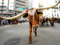 O prefeito de Dallas, Eric Johnson, diz que Nova York pune o sucesso e lança ‘Yale Street’
