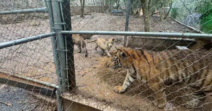 tigers-9c603b23-616f-44ed-ac42-00cc4b1d0f92.jpg