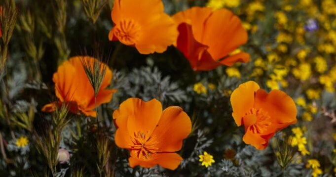 urlhttps3A2F2Fcalifornia-times-brightspot.s3.amazonaws.com2Fa12F982F1844e83b4a4187e1995d98ead3342F1545674-wk-where-to-see-wildflowers-klb-459.jpg