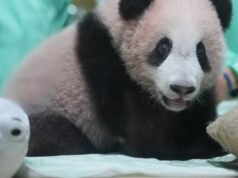 O primeiro filhote de panda gigante da Indonésia, “Rio”, está crescendo de forma saudável antes de sua estreia pública