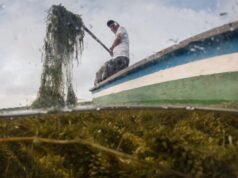 Plantas invasoras ameaçam os meios de subsistência na maior zona úmida costeira da Colômbia