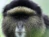 Como a coleta de amostras de DNA na natureza pode transformar a conservação