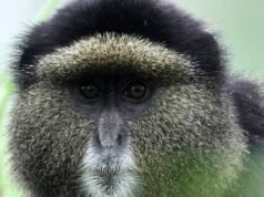 Como a coleta de amostras de DNA na natureza pode transformar a conservação