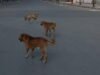 Ataque de cachorro vadio: a morte do menino de Gujarat levanta preocupações de segurança