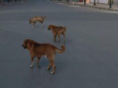 Ataque de cachorro vadio: a morte do menino de Gujarat levanta preocupações de segurança