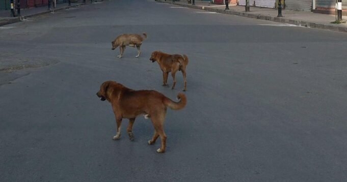 28dogs.jpg