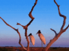 Casal Tuiyuus estrela cena romântica no Pantanal