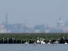 Flamingos migram para Veneza em número recorde à medida que áreas úmidas se recuperam