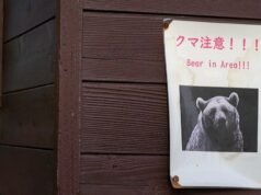 Ursos negros japoneses invadiram duas fábricas e uma área residencial, ferindo quatro pessoas